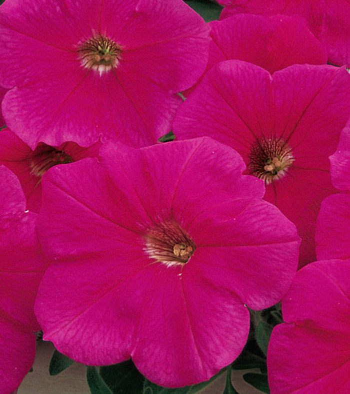 Петуния трэлин Рамблин Пинк